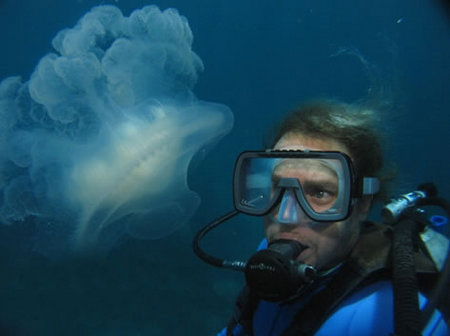 Silver Swift - Hervey Bay Accommodation 2