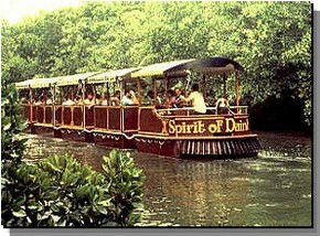 Daintree Rainforest River Trains - Tourism Hervey Bay 0
