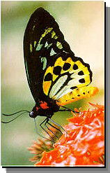 Daintree Rainforest River Trains - Tourism Hervey Bay 2