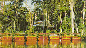 Daintree Rainforest River Trains - Tourism Hervey Bay 3