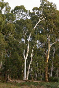 Heysen - The Cedars - Tourism Hervey Bay 2