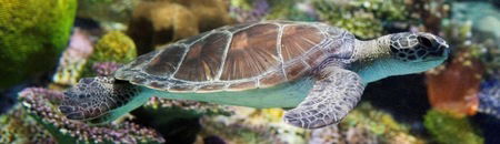 Melbourne Aquarium - Hervey Bay Accommodation 1