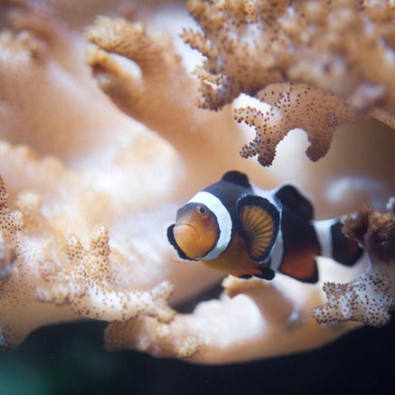 Melbourne Aquarium - Hervey Bay Accommodation 2