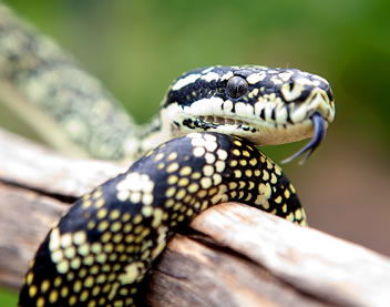 Reptile Encounters - Hervey Bay Accommodation 0