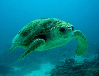 Snorkel Safari Brisbane - Hervey Bay Accommodation 4