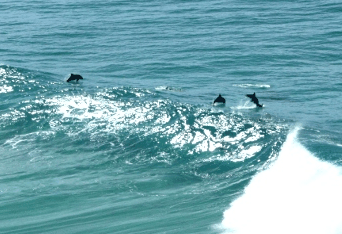 Beach Trekkers North Stradbroke Island - Hervey Bay Accommodation 2