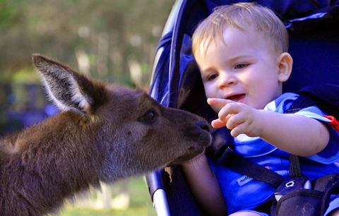 Australian Reptile Park - Hervey Bay Accommodation 6
