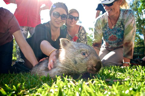 Australian Reptile Park - Hervey Bay Accommodation 10