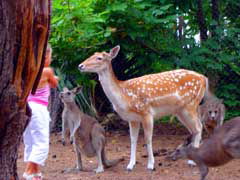 Birdland Animal Park - Tourism Hervey Bay 4
