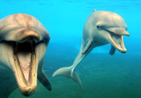 Dolphin Marine Magic - Hervey Bay Accommodation 1