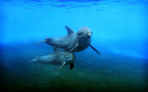 Dolphin Marine Magic - Hervey Bay Accommodation 4