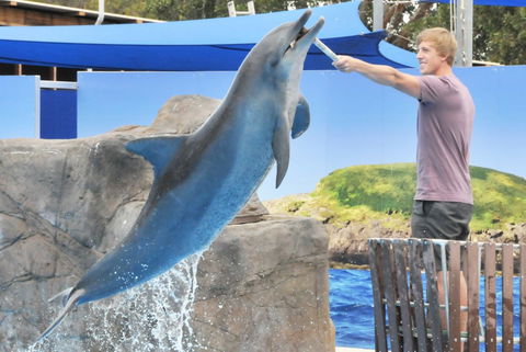 Dolphin Marine Magic - Hervey Bay Accommodation 7