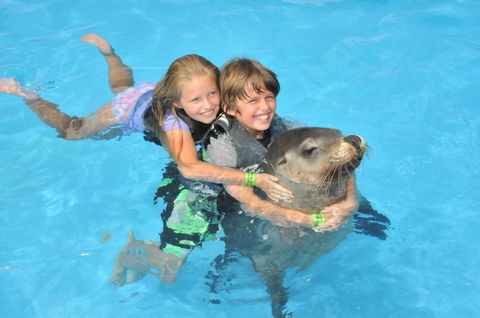 Dolphin Marine Magic - Hervey Bay Accommodation 9