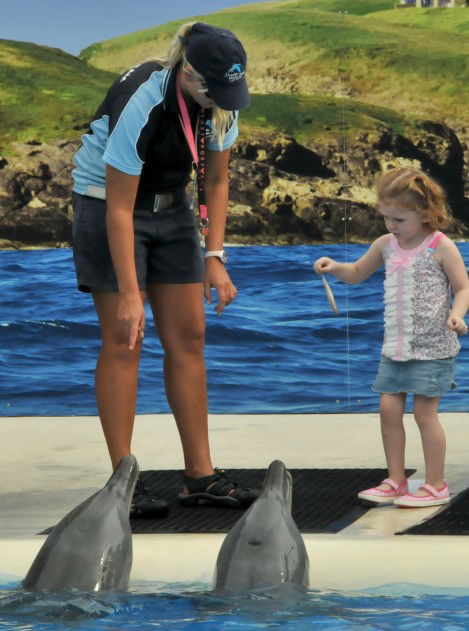 Dolphin Marine Magic - Hervey Bay Accommodation 10