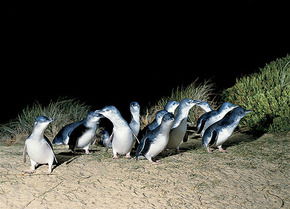 Phillip Island Penguin Parade - Hervey Bay Accommodation 3