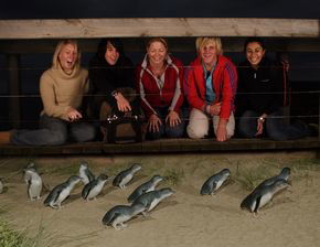 Phillip Island Penguin Parade - Hervey Bay Accommodation 4