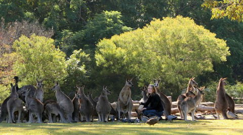 Lone Pine Koala Sanctuary - Tourism Hervey Bay 1