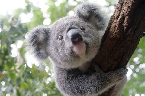 Lone Pine Koala Sanctuary - Tourism Hervey Bay 3