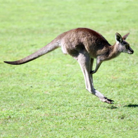 Lone Pine Koala Sanctuary - Tourism Hervey Bay 4