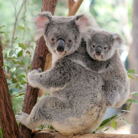 Lone Pine Koala Sanctuary - Tourism Hervey Bay 6