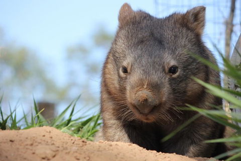 Lone Pine Koala Sanctuary - Tourism Hervey Bay 7