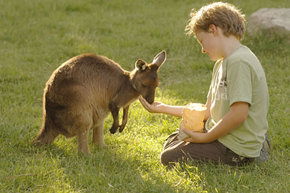 Cleland Wildlife Park - Hervey Bay Accommodation 4