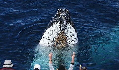 Spirit Of Gold Coast Whale Watching - Hervey Bay Accommodation 1