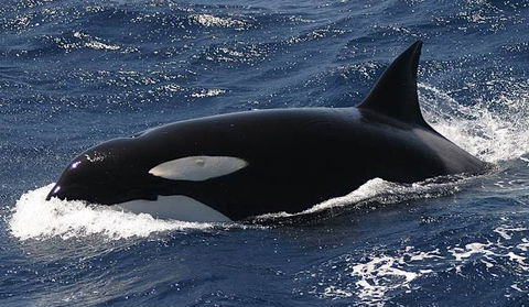 Spirit Of Gold Coast Whale Watching - Hervey Bay Accommodation 2