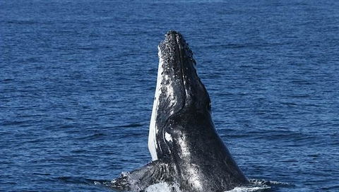 Spirit Of Gold Coast Whale Watching - Hervey Bay Accommodation 3