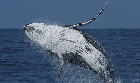 Spirit Of Gold Coast Whale Watching - Hervey Bay Accommodation 4