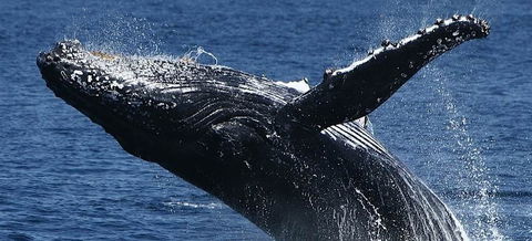 Spirit Of Gold Coast Whale Watching - Hervey Bay Accommodation 5