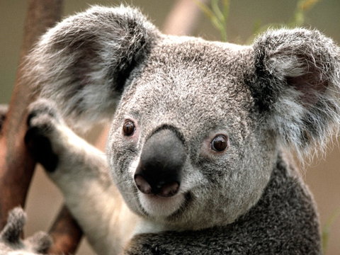 Potoroo Palace - Hervey Bay Accommodation 0