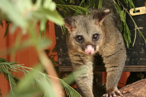 Potoroo Palace - Hervey Bay Accommodation 3