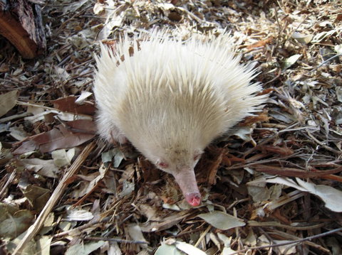 Potoroo Palace - Hervey Bay Accommodation 4