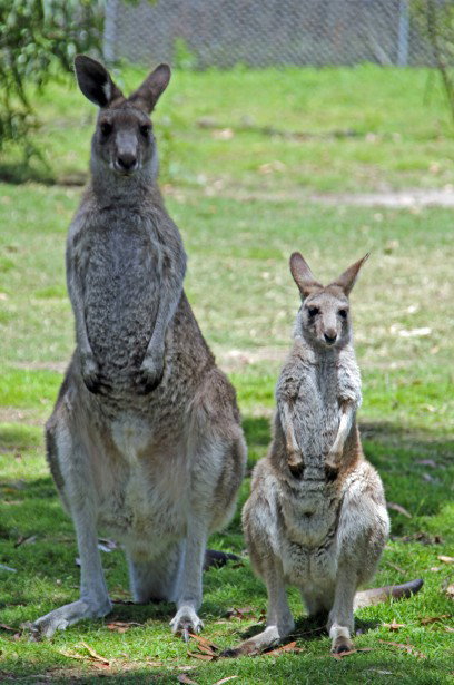 Potoroo Palace - Hervey Bay Accommodation 5