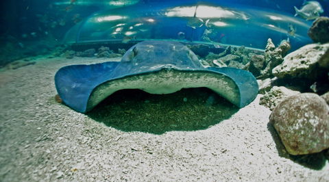 Manly SEA LIFE Sanctuary - Tourism Hervey Bay 3