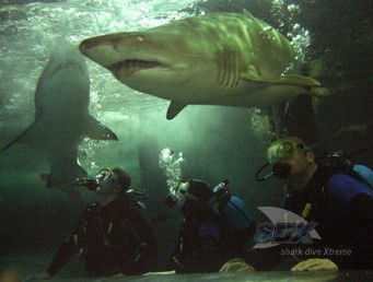 Manly SEA LIFE Sanctuary - Tourism Hervey Bay 5