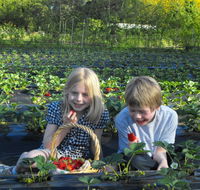 Blue Hills Berries  Cherries - Hervey Bay Accommodation