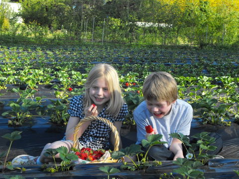 Blue Hills Berries & Cherries - Hervey Bay Accommodation 0