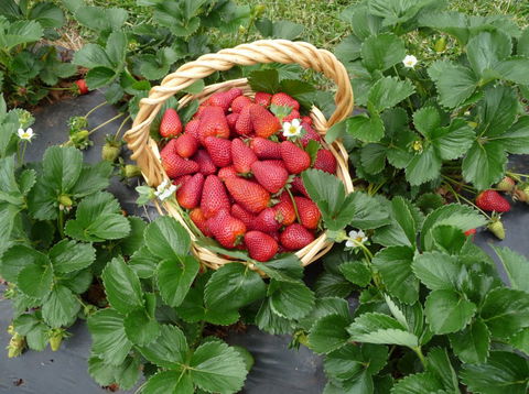 Blue Hills Berries & Cherries - Hervey Bay Accommodation 3