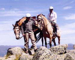 High Country Horses - Hervey Bay Accommodation 3