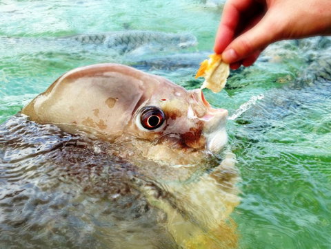 Aquascene Fish Feeding Sanctuary - Hervey Bay Accommodation 1
