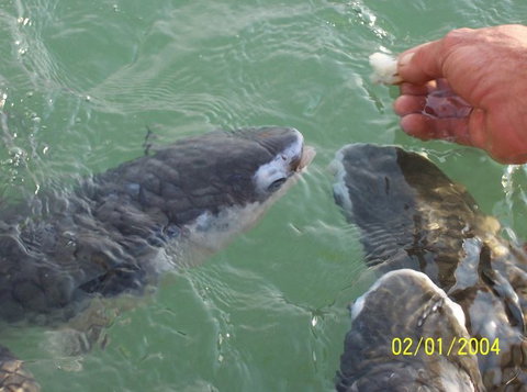 Aquascene Fish Feeding Sanctuary - Hervey Bay Accommodation 2