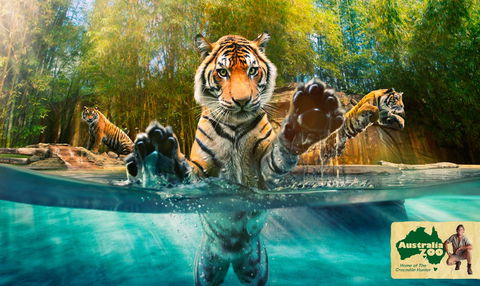 Australia Zoo - Hervey Bay Accommodation 9