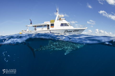 Three Islands Whale Shark Dive - Tourism Hervey Bay 4
