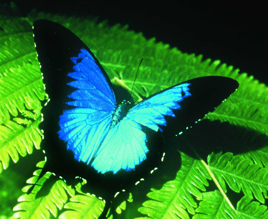 Australian Butterfly Sanctuary - Tourism Hervey Bay