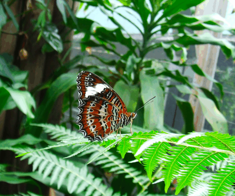 Australian Butterfly Sanctuary - Tourism Hervey Bay 1
