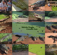 The Malcolm Douglas Crocodile Park - Hervey Bay Accommodation