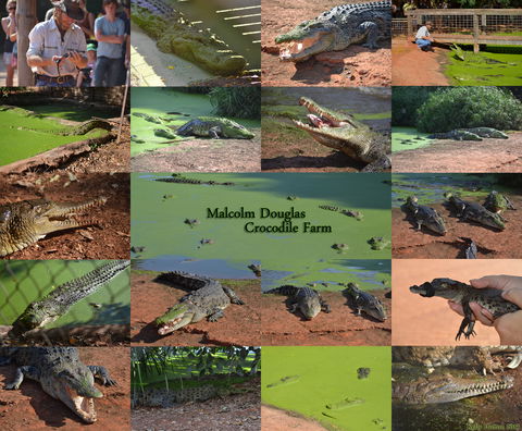 The Malcolm Douglas Crocodile Park - Tourism Hervey Bay 0
