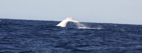 Australian Whale Watching - Hervey Bay Accommodation 0